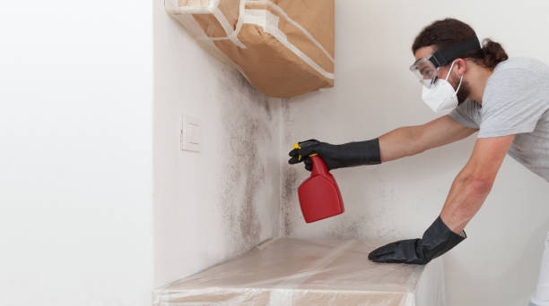 Professional Basement Mold Remediation technician working in Greensboro, GA