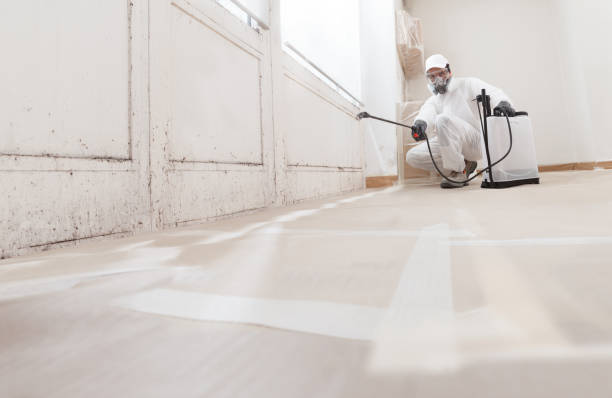 24/7 Emergency Basement Mold Remediation experts in Greensboro, GA