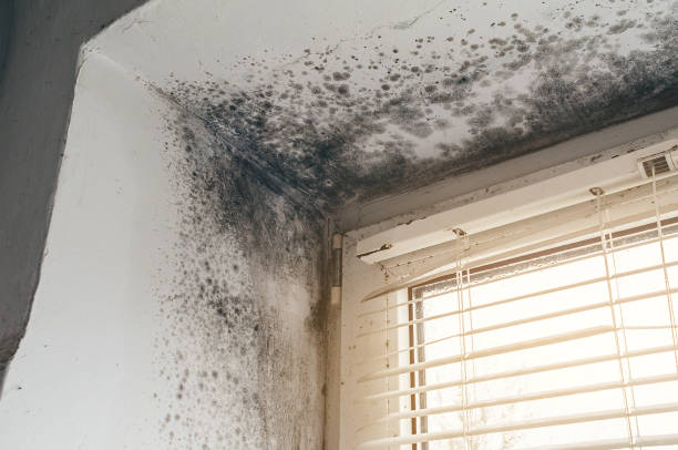 Affordable Basement Mold Remediation solutions in Greensboro, GA
